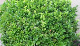 Buxus microphylla