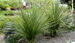 Cordyline indivisa