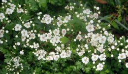 Crataegus oxiacantha