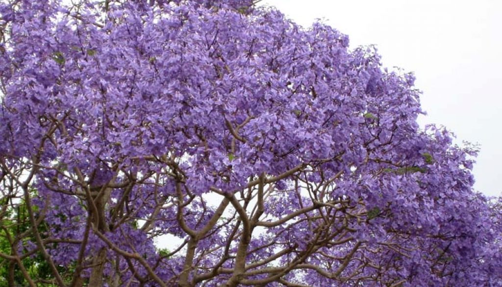 Jacaranda