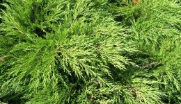Juniperus_sabina