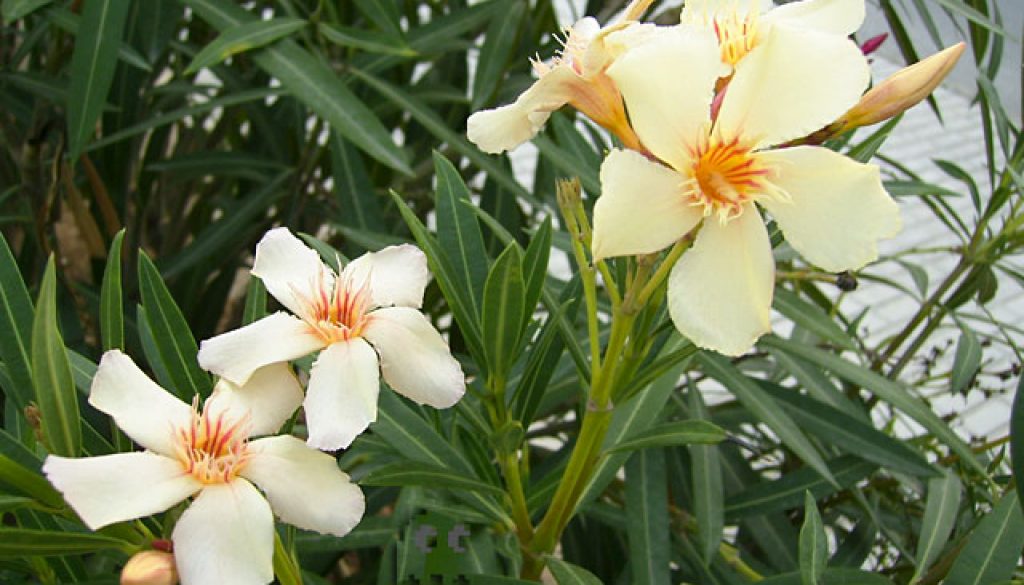 Nerium_oleander
