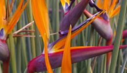 Strelitzia juncea