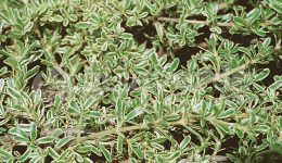 coprosma