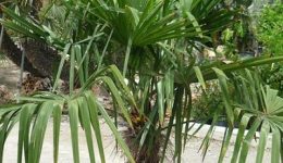 trachycarpus-fortunei